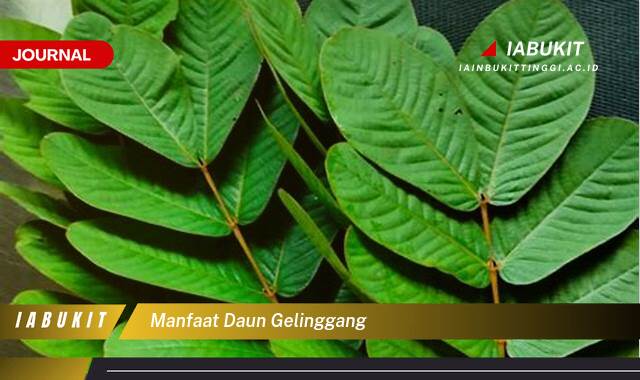 Inilah 9 Manfaat Daun Gelinggang untuk Kesehatan Tubuh Anda Inilah 9 Manfaat Daun Gelinggang untuk Kesehatan Tubuh Anda