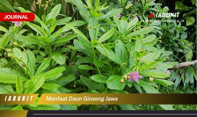 Inilah 9 Manfaat Daun Ginseng Jawa untuk Kesehatan Tubuh Anda