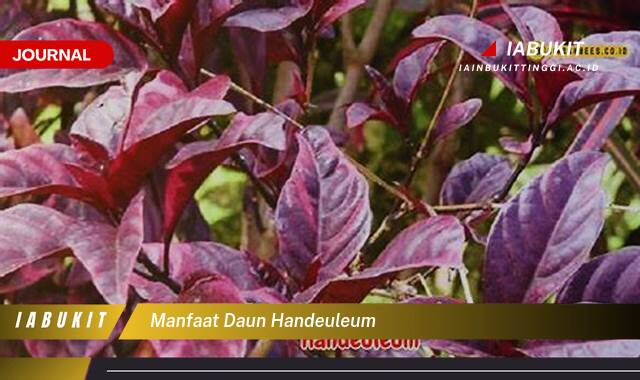 Inilah 10 Manfaat Daun Handeuleum untuk Kesehatan Tubuh Anda Inilah 10 Manfaat Daun Handeuleum untuk Kesehatan Tubuh Anda