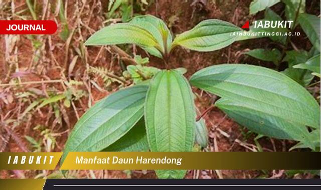 Inilah 10 Manfaat Daun Harendong untuk Kesehatan Tubuh Anda