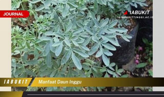 Inilah 8 Manfaat Daun Inggu Untuk Kesehatan dan Pengobatan Alami