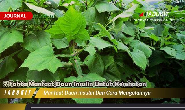 Inilah 8 Manfaat Daun Insulin untuk Kesehatan dan Cara Mengolahnya Menjadi Obat Alami Inilah 8 Manfaat Daun Insulin untuk Kesehatan dan Cara Mengolahnya Menjadi Obat Alami