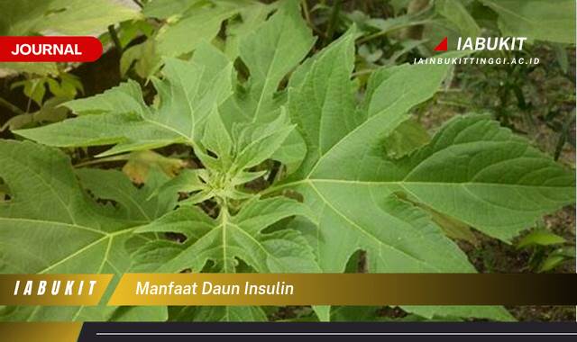Inilah 8 Manfaat Daun Insulin untuk Kesehatan Anda yang Menakjubkan Inilah 8 Manfaat Daun Insulin untuk Kesehatan Anda yang Menakjubkan