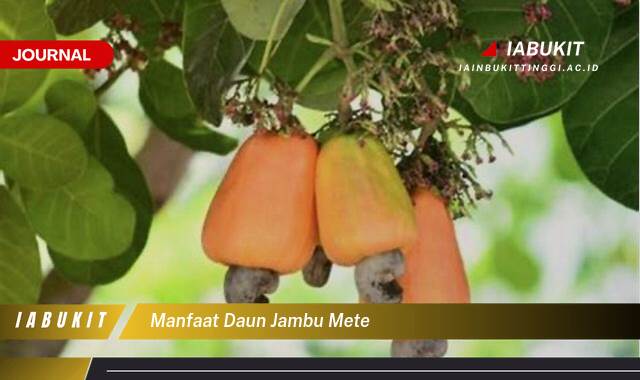 Inilah 10 Manfaat Daun Jambu Mete untuk Kesehatan Anda yang Menakjubkan