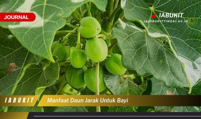 Inilah 9 Manfaat Daun Jarak untuk Bayi, Keamanan, Penggunaan, dan Efek Samping Inilah 9 Manfaat Daun Jarak untuk Bayi, Keamanan, Penggunaan, dan Efek Samping