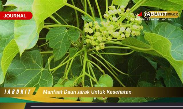 Inilah 10 Manfaat Daun Jarak untuk Kesehatan, Tips Praktis dan Cara Penggunaan