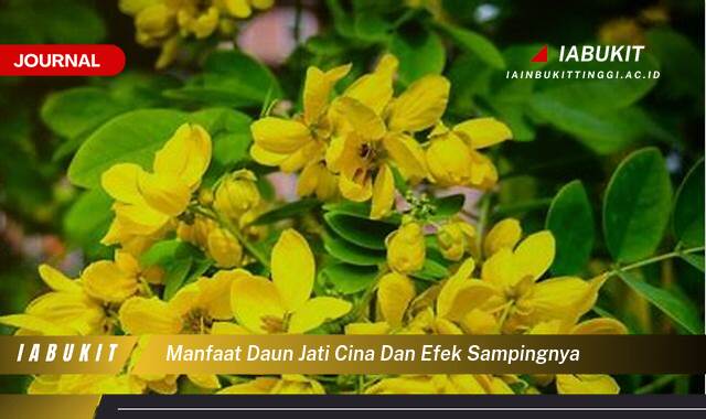 Inilah 10 Manfaat Daun Jati Cina untuk Kesehatan dan Efek Samping yang Perlu Diwaspadai