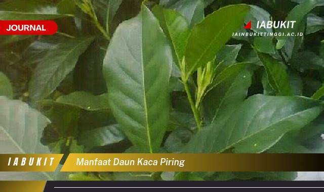 Inilah 10 Manfaat Daun Kaca Piring untuk Kesehatan Anda yang Luar Biasa