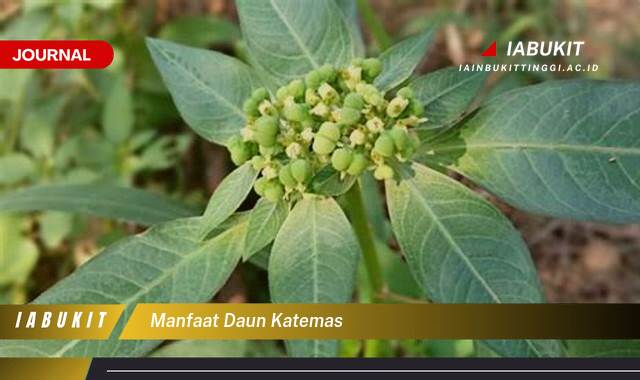 Inilah 8 Manfaat Daun Katemas untuk Kesehatan yang Jarang Diketahui