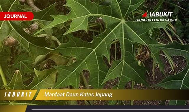 Inilah 10 Manfaat Daun Kates Jepang, Kandungan Gizi, Khasiat Kesehatan, dan Cara Pengolahannya