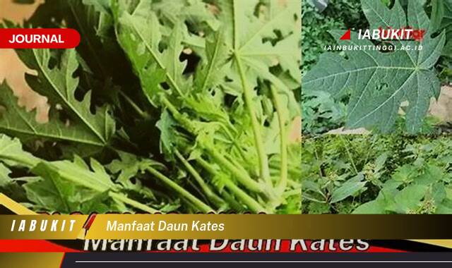 Inilah 8 Manfaat Daun Kates untuk Kesehatan, Dari Mengatasi Demam Berdarah Hingga Meredakan Nyeri Sendi Inilah 8 Manfaat Daun Kates untuk Kesehatan, Dari Mengatasi Demam Berdarah Hingga Meredakan Nyeri Sendi