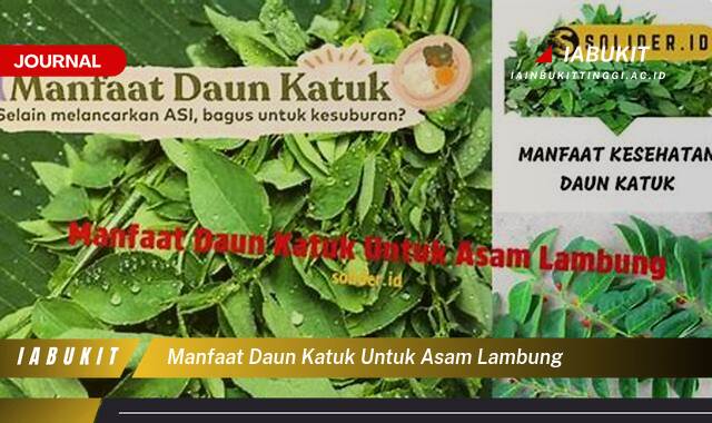 Inilah 8 Manfaat Daun Katuk untuk Asam Lambung, Meredakan Nyeri dan Mencegah Kambuh