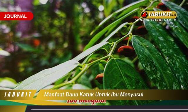 Inilah 9 Manfaat Daun Katuk untuk Ibu Menyusui, Meningkatkan Produksi ASI dan Kebaikan Lainnya