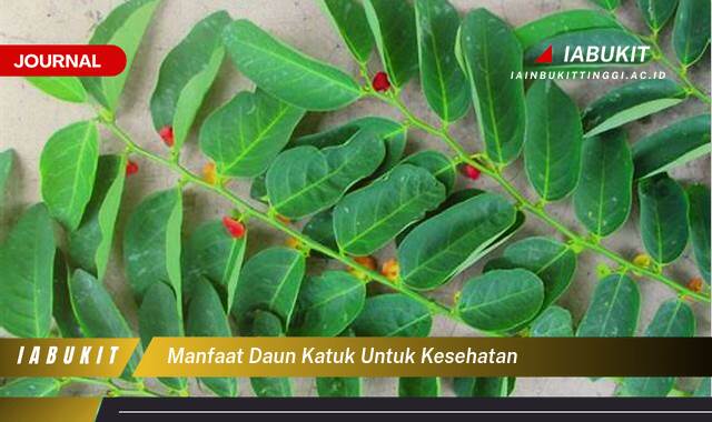 Inilah 9 Manfaat Daun Katuk untuk Kesehatan Tubuh Anda yang Luar Biasa Inilah 9 Manfaat Daun Katuk untuk Kesehatan Tubuh Anda yang Luar Biasa