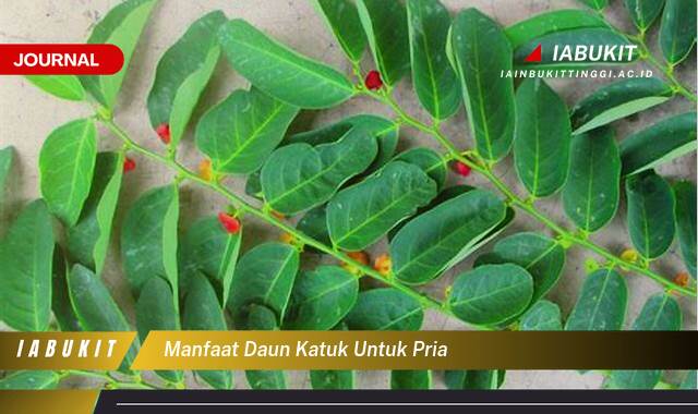 Inilah 10 Manfaat Daun Katuk untuk Pria Tingkatkan Kesuburan dan Stamina