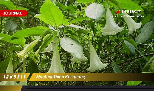 Ketahui 9 Manfaat Daun Kecubung untuk Kesehatan Tradisional dan Keamanan Penggunaannya Ketahui 9 Manfaat Daun Kecubung untuk Kesehatan Tradisional dan Keamanan Penggunaannya