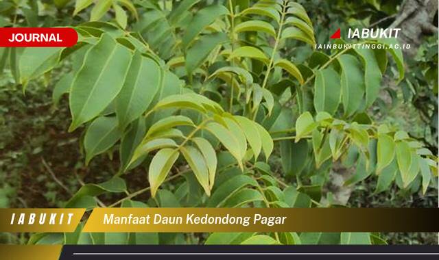 Inilah 8 Manfaat Daun Kedondong Pagar untuk Kesehatan Anda