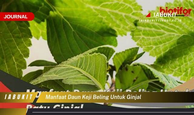 Inilah 9 Manfaat Daun Keji Beling untuk Ginjal, Cara Penggunaan, Efek Samping, dan Bukti Ilmiah
