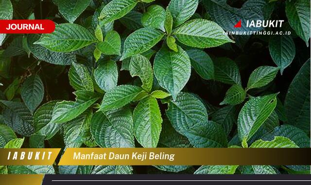 Inilah 8 Manfaat Daun Keji Beling untuk Kesehatan dan Kecantikan Inilah 8 Manfaat Daun Keji Beling untuk Kesehatan dan Kecantikan