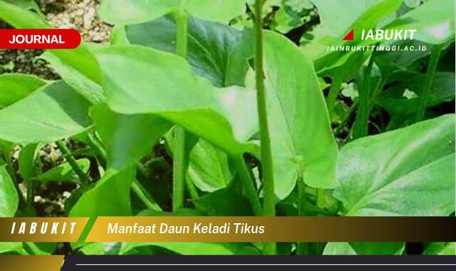 Inilah 8 Manfaat Daun Keladi Tikus untuk Pengobatan Kanker dan Tumor