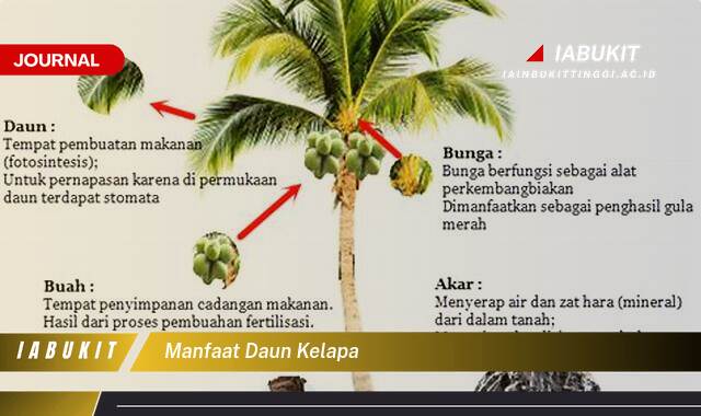 Inilah 10 Manfaat Daun Kelapa, 10+ Kegunaan Tradisional & Modern yang Mengagumkan Inilah 10 Manfaat Daun Kelapa, 10+ Kegunaan Tradisional & Modern yang Mengagumkan