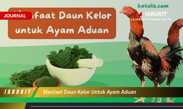 Inilah 9 Manfaat Daun Kelor untuk Ayam Aduan, Kesehatan, Kekuatan, dan Stamina Optimal