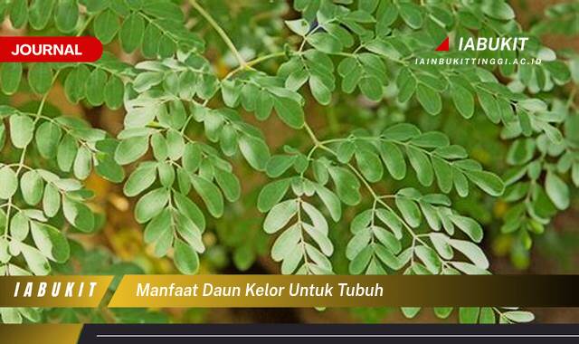 Inilah 8 Manfaat Daun Kelor untuk Tubuh, Nutrisi Lengkap dan Cara Memaksimalkannya