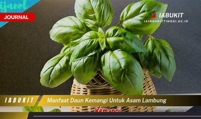 Inilah 9 Manfaat Daun Kemangi untuk Asam Lambung, Meredakan Nyeri dan Mencegah Kambuh