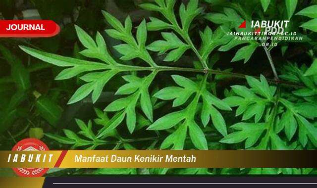 Inilah 9 Manfaat Daun Kenikir Mentah untuk Kesehatan yang Jarang Diketahui
