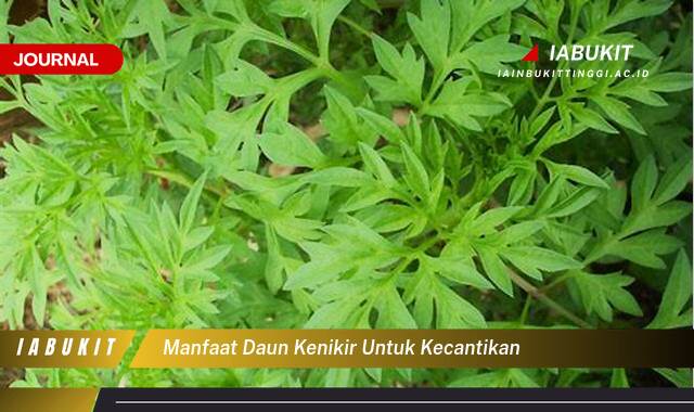 Inilah 10 Manfaat Daun Kenikir untuk Kecantikan Kulit Wajah dan Rambut Anda