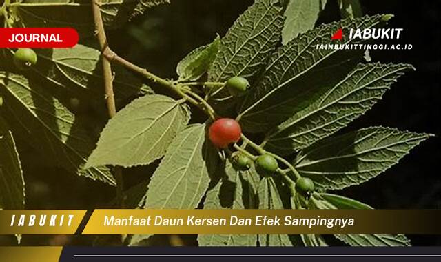 Inilah 9 Manfaat Daun Kersen untuk Kesehatan, Efek Samping dan Cara Penggunaannya yang Aman Inilah 9 Manfaat Daun Kersen untuk Kesehatan, Efek Samping dan Cara Penggunaannya yang Aman