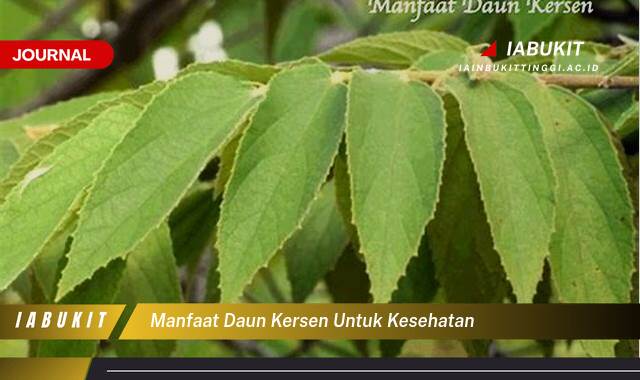 Inilah 8 Manfaat Daun Kersen untuk Kesehatan, Mengatasi Asam Urat, Diabetes, dan Kolesterol