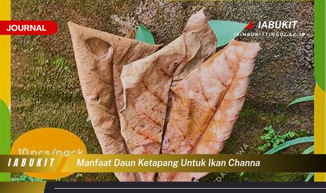 Inilah 8 Manfaat Daun Ketapang untuk Ikan Channa, Kesehatan, Warna, dan Pembiakan