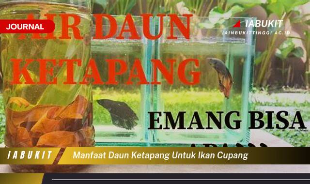 Inilah 8 Manfaat Daun Ketapang untuk Ikan Cupang, Kesehatan, Warna, dan Perawatan Alami