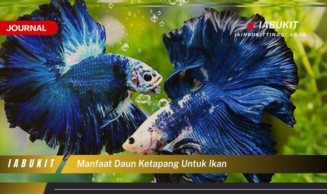 Inilah 10 Manfaat Daun Ketapang untuk Ikan, Meningkatkan Kesehatan dan Kecantikan Ikan Hias Anda