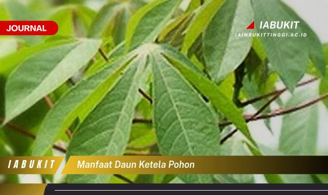 Inilah 9 Manfaat Daun Ketela Pohon untuk Kesehatan Tubuh Anda Inilah 9 Manfaat Daun Ketela Pohon untuk Kesehatan Tubuh Anda