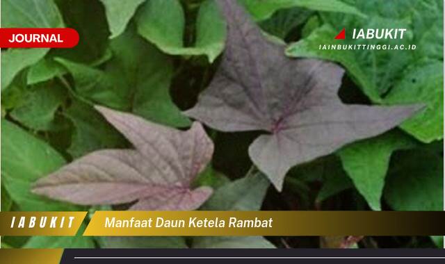 Inilah 8 Manfaat Daun Ketela Rambat untuk Kesehatan Tubuh Anda