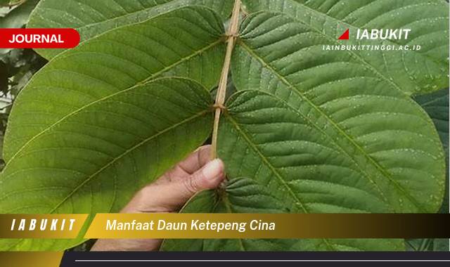 Inilah 9 Manfaat Daun Ketepeng Cina, Khasiat Lengkap untuk Kesehatan Kulit dan Tubuh