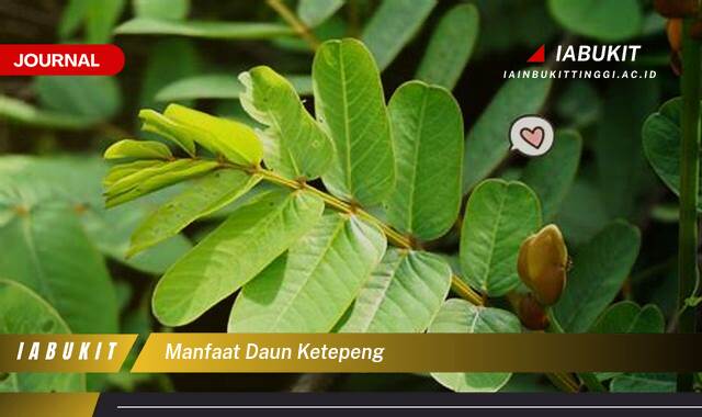Inilah 9 Manfaat Daun Ketepeng untuk Kesehatan Kulit dan Cara Penggunaannya Inilah 9 Manfaat Daun Ketepeng untuk Kesehatan Kulit dan Cara Penggunaannya