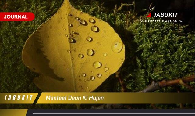 Inilah 9 Manfaat Daun Ki Hujan Untuk Kesehatan dan Pengobatan Alami