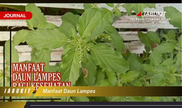 Inilah 10 Manfaat Daun Lampes untuk Kesehatan Tubuh Anda