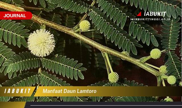 Inilah 10 Manfaat Daun Lamtoro untuk Kesehatan Tubuh Anda Inilah 10 Manfaat Daun Lamtoro untuk Kesehatan Tubuh Anda