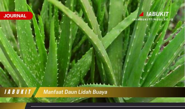 Inilah 9 Manfaat Daun Lidah Buaya untuk Kesehatan Kulit dan Rambut Anda