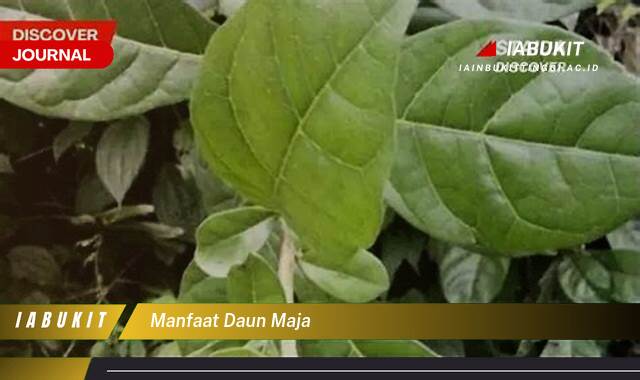 Inilah 10 Manfaat Daun Maja Bagi Kesehatan dan Kecantikan yang Jarang Diketahui