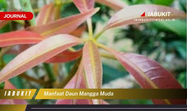 Inilah 8 Manfaat Daun Mangga Muda untuk Kesehatan Tubuh Anda Inilah 8 Manfaat Daun Mangga Muda untuk Kesehatan Tubuh Anda