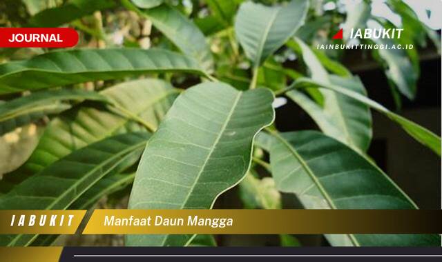 Inilah 8 Manfaat Daun Mangga untuk Kesehatan Tubuh Anda Inilah 8 Manfaat Daun Mangga untuk Kesehatan Tubuh Anda