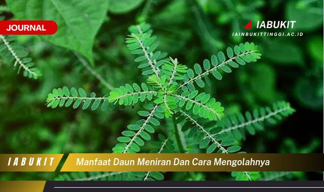 Inilah 10 Manfaat Daun Meniran untuk Kesehatan dan Cara Mengolahnya dengan Mudah Inilah 10 Manfaat Daun Meniran untuk Kesehatan dan Cara Mengolahnya dengan Mudah