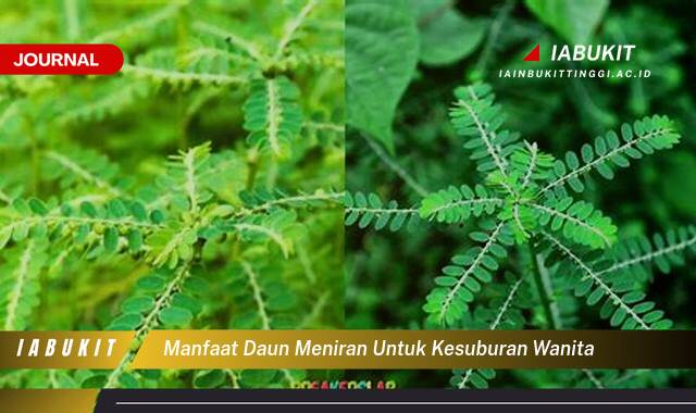 Inilah 9 Manfaat Daun Meniran untuk Kesuburan Wanita, Kandungan, Cara Penggunaan, dan Efek Samping