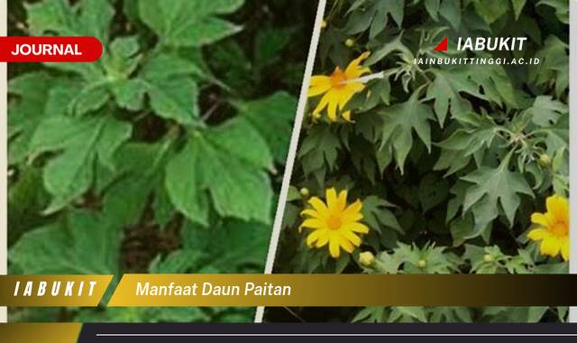 Inilah 10 Manfaat Daun Paitan untuk Kesehatan yang Jarang Diketahui