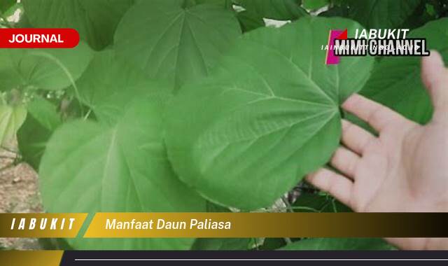 Inilah 8 Manfaat Daun Paliasa untuk Kesehatan, Dari Tradisi Hingga Sains Modern